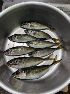 アジの釣果