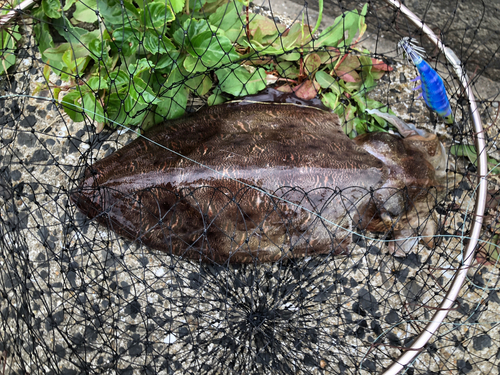 カミナリイカの釣果