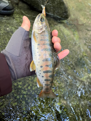 ヤマメの釣果