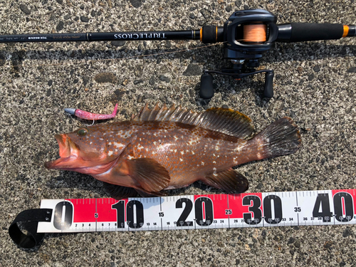 アズキハタの釣果