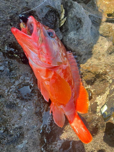 アカハタの釣果