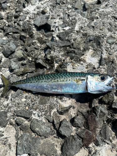 サバの釣果