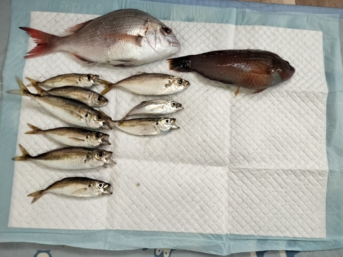 タイの釣果