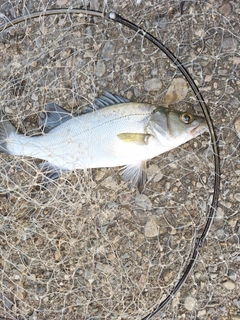 セイゴ（ヒラスズキ）の釣果