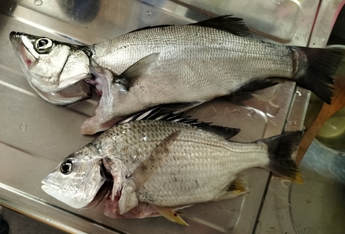 シーバスの釣果