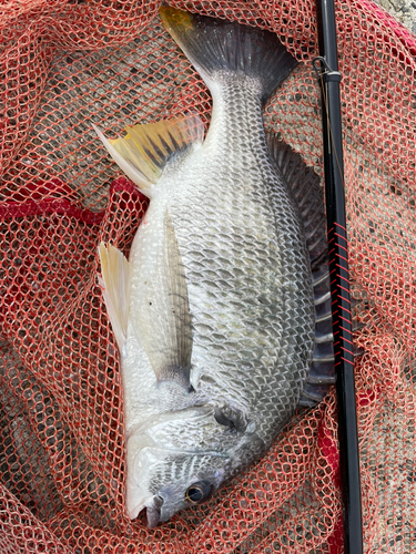 キチヌの釣果