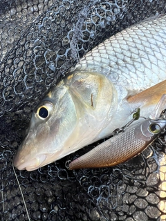 ニゴイの釣果