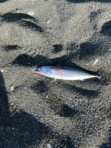 ソウダガツオの釣果