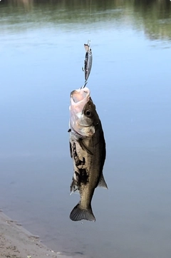 セイゴ（マルスズキ）の釣果