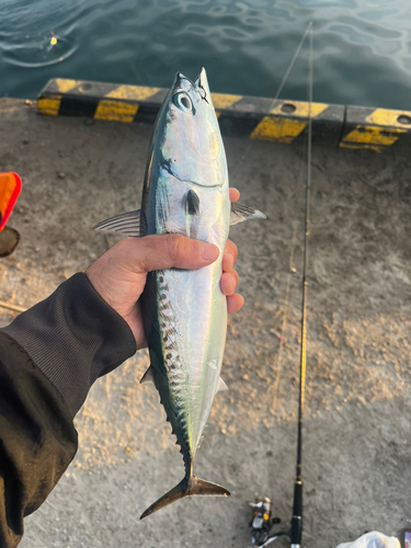 ソウダガツオの釣果