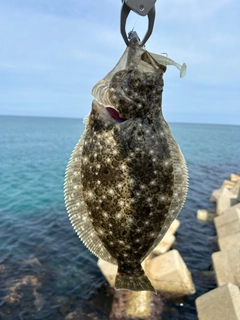 ヒラメの釣果