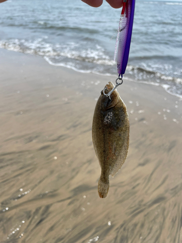 カレイの釣果