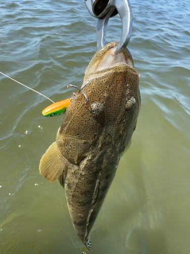 マゴチの釣果