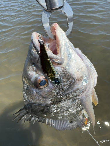 キビレの釣果