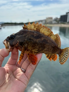 ガシラの釣果