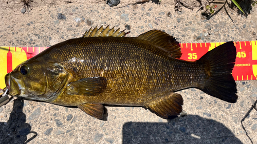 スモールマウスバスの釣果