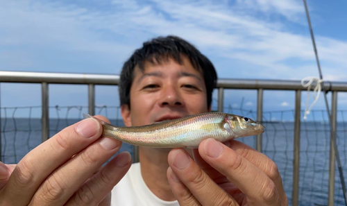 シロギスの釣果