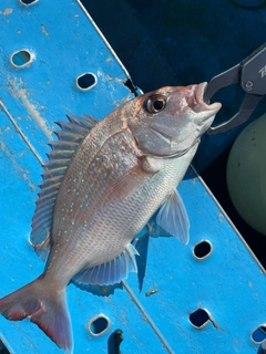 マダイの釣果