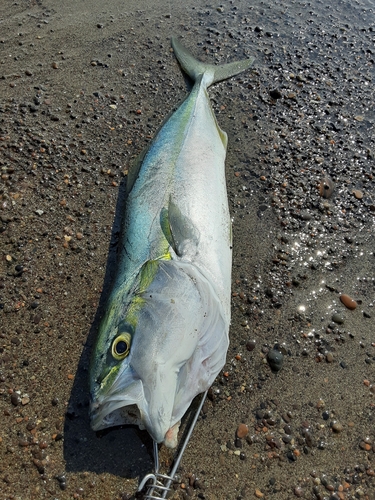 イナダの釣果