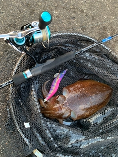 コウイカの釣果