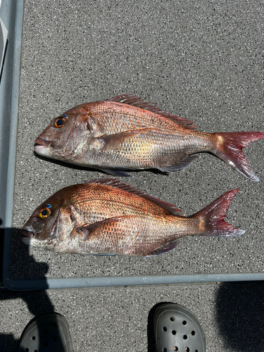 マダイの釣果