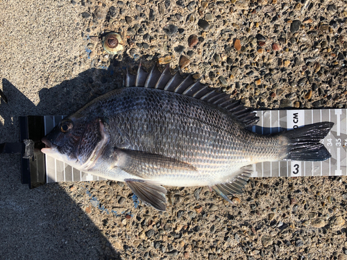 クロダイの釣果