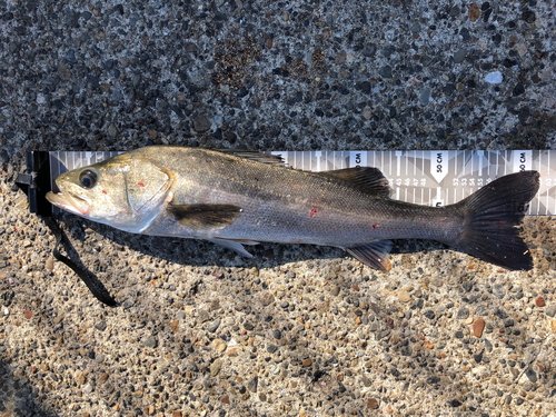 スズキの釣果