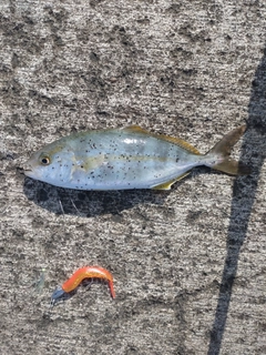 ショゴの釣果