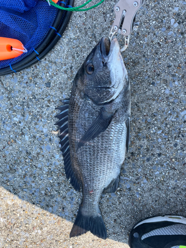 クロダイの釣果