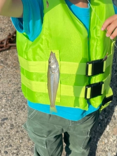 シロギスの釣果