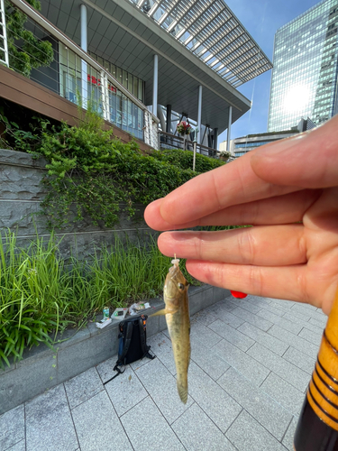 マハゼの釣果