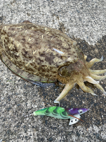 モンゴウイカの釣果