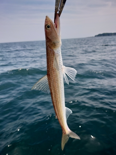 エソの釣果