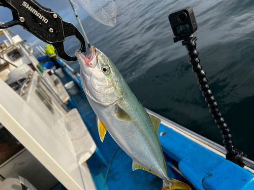 ショゴの釣果