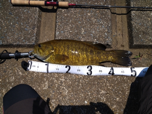 スモールマウスバスの釣果