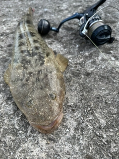 マゴチの釣果