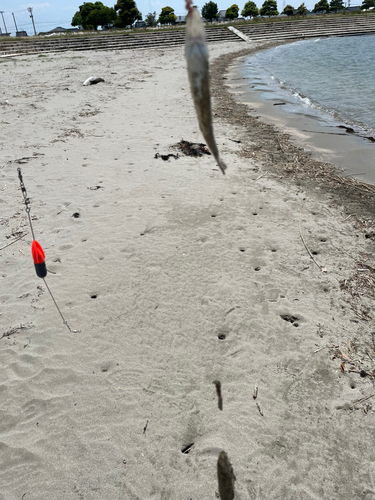 シロギスの釣果