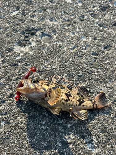 タケノコメバルの釣果