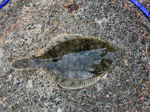 カレイの釣果