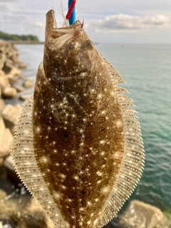 ソゲの釣果