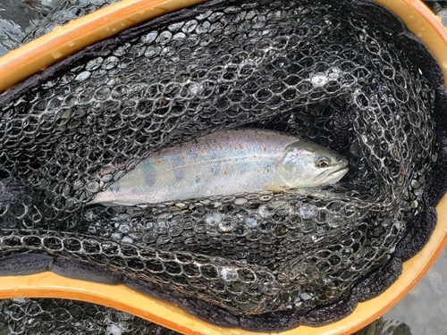 アマゴの釣果