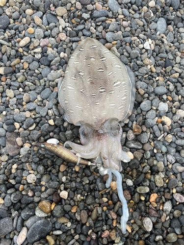 モンゴウイカの釣果