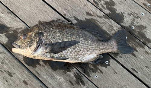 チヌの釣果