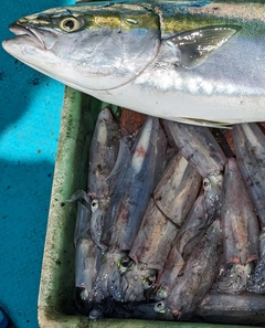 マルイカの釣果