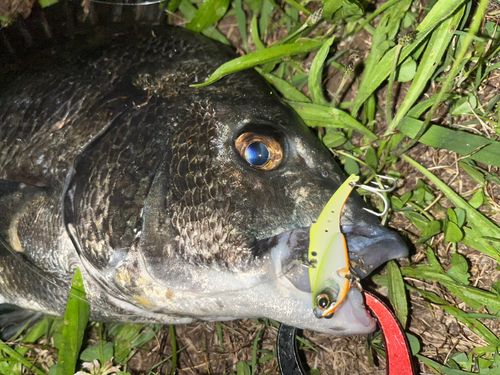 クロダイの釣果