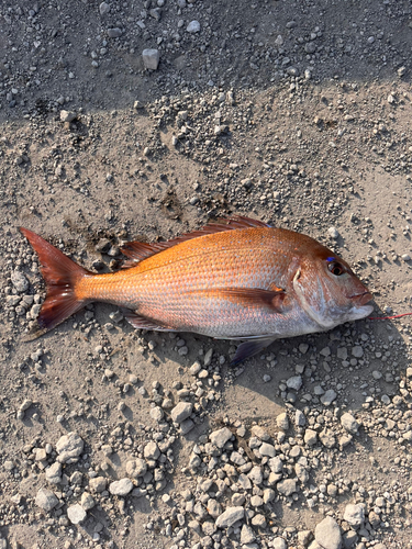 タイの釣果