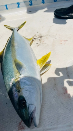 ヒラマサの釣果