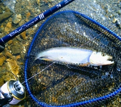 ハスの釣果