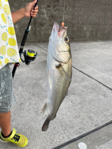 シーバスの釣果