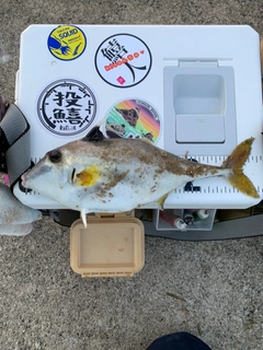 ギマの釣果